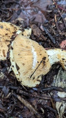 Lactarius