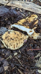 Lactarius