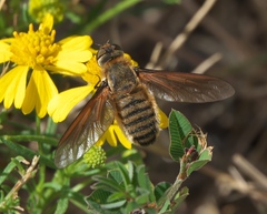 Poecilanthrax lucifer