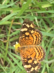 Anthanassa frisia