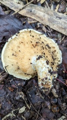 Lactarius
