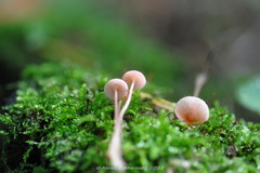 Mycena rosella