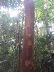 Beilschmiedia pendula