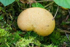 Scleroderma citrinum