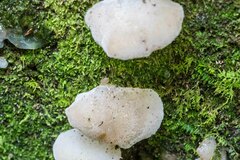 Pseudohydnum gelatinosum