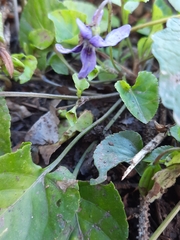 Viola
