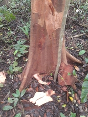 Beilschmiedia pendula