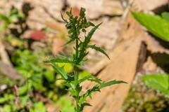 Erechtites hieraciifolius