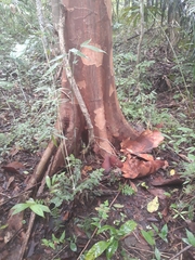 Beilschmiedia pendula
