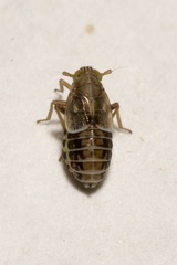 Dicranotropis hamata