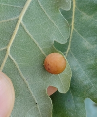 Cynips quercus