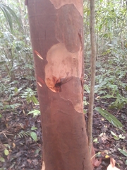 Beilschmiedia pendula