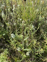 Helianthus pauciflorus