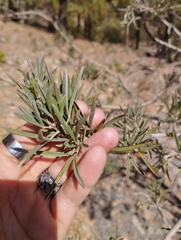 Chamaecytisus prolifer