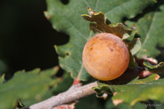 Cynips quercus