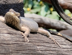 Trachylepis punctatissima