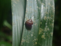 Trochomorphoidea