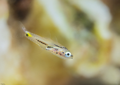 Taeniamia bilineata