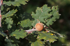 Cynips quercus