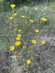Bradburia pilosa
