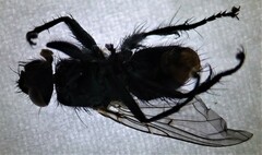 Calyptratae