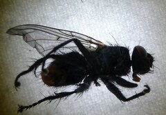 Calyptratae