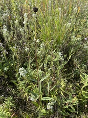 Helianthus pauciflorus