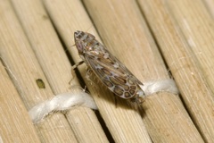 Jassargus