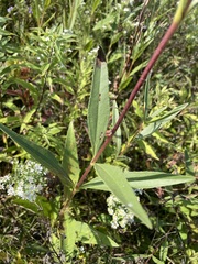 Helianthus pauciflorus