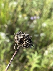 Helianthus pauciflorus