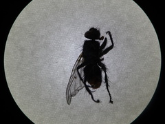 Calyptratae