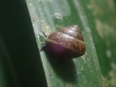 Trochomorphoidea