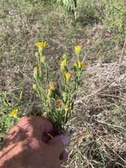 Bradburia pilosa