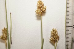 Carex heleonastes