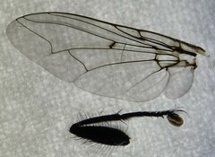 Calyptratae