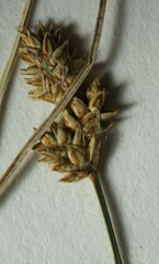 Carex heleonastes