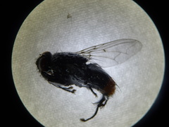 Calyptratae