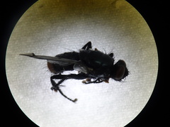 Calyptratae