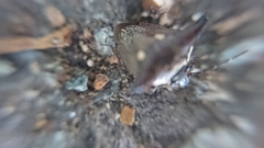 Alcimocoris japonensis