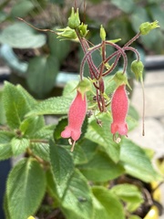 Gesnerieae
