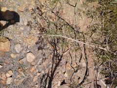 Chamaecytisus prolifer