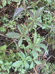 Rubus trivialis