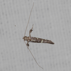 Caloptilia triadicae
