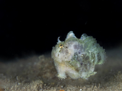 Abantennarius coccineus