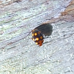 Cucujiformia