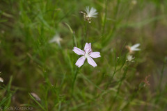 Stephanomeria pauciflora