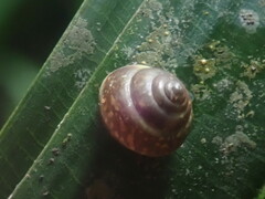 Trochomorphoidea