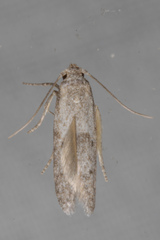 Blastobasidae