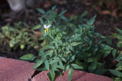 Solanum jamesii
