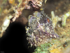 Antennatus